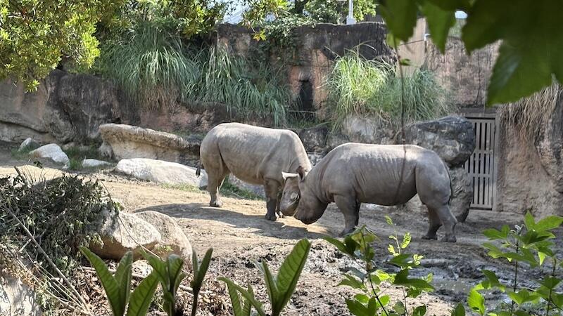 2025_tennouji_zoo_2.jpg