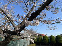 0402桜.jpg