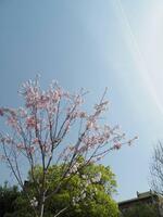 100年桜.jpg