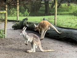 IMG_0454.jpeg