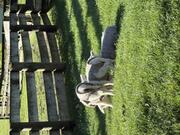 IMG_9094.jpeg