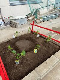 夏野菜植え付け.jpg